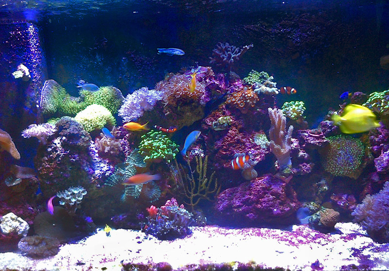 Chris Howards Hydra lit aquarium | D-D The Aquarium Solution