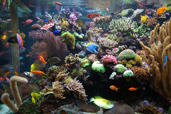 David Saxby's Aquarium 2006 | D-D The Aquarium Solution