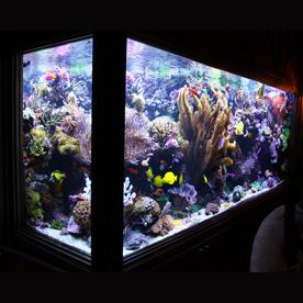 A technical review of David Saxby's reef aquarium by Chris Carlton | D ...