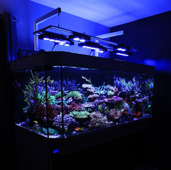 Tony Rogers Aquarium | D-D The Aquarium Solution